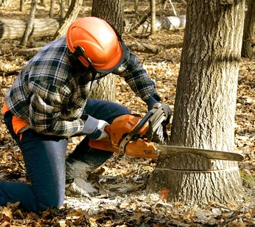 Tree Removal in Big Flat, AR
